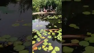 Magical Botanical Garden | Lily flowers in full bloom