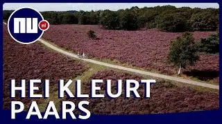 Drone filmt volop bloeiende heide op de Veluwe | NU.nl