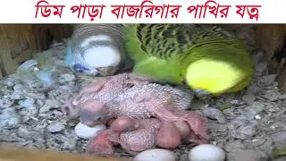 ডিম পাড়া বাজরিগার পাখির যত্ন | Birds care after laying egg|Budgies care & breeding