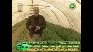 زياد طمليه مزرعة المهندس عبدالرحيم بركات   زعتر