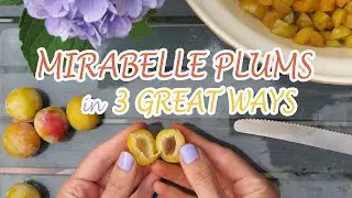 MIRABELLE PLUMS:jam, preserved, cake//preserving summer produce/ Marmelade Kuchen | Miss Anglophilia