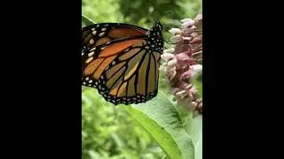 Butterfly 4