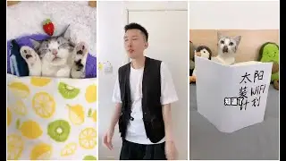 Douyin Tiktok cute cate. 李哈哈是只可爱猫EP04🐱 -调皮又聪明的小猫就是我#喵#猫