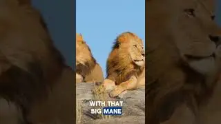 Fun Fact About Lion#funfacts #funny #fypシ゚viral #lion #lionking #king