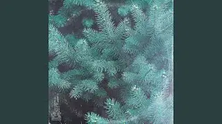 Evergreen
