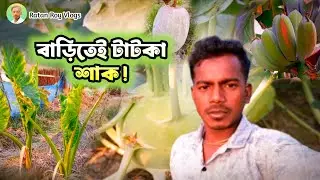 কেমিক্যাল ছাড়া নিজেদের বাড়ির খেতে শাকসবজি চাষ 🥬🌶️ | Vegetables🌱Garden Tour | Ratan Roy Vlogs 