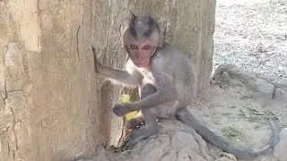 Monkeys life compilation - Tube BBC