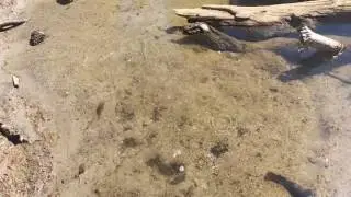 Fern Lake wild Brook trout fishing.