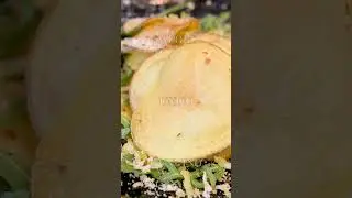 Fritturine - Bella Figliola F.lli Rotenni - 9:16