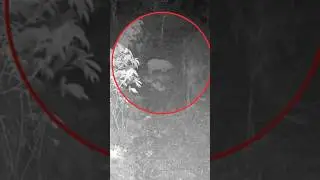 Wild hog in farming area / jungali suwar ne fasal sab barbaad kardiya😭 #airsoft