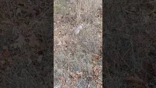 Who we saw during yesterday's walk.  #animal #funnyanimal #cute #farming #armadillo #funny #armored