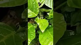 Keep distance from this skin irritating plant