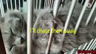 I'll make itu Okay Kymo.. #sleeptight #kimkymolly #cat #kitten #angoracat
