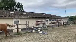 Paard te koop - BWP fokmerrie 2011 drachtig van Arezzo VDL - equirodi.nl