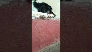tu tomas te cafe