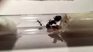 Camponotus chromaiodes Nanitic Behavior (Have you seen this before??)
