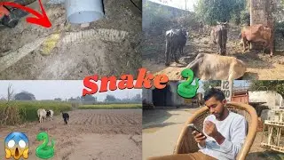 Saanp 🐍ki kaanchli | Real skin of Snake🐍😱 | Real video | no Clickbait* | Full Day Vlog | Daily vlog|