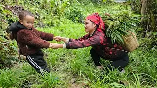Harvesting Garlic Chives for the Market | Cooking a Warm Dinner With My Son | Trieu Thi Thuy.