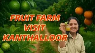 ഫ്രൂട്ടുകളുടെ നാട്ടിൽ||കാന്തല്ലൂരിന്റെ കാറ്റിലും കായ്ക്കും ഒരു ചെറിയ അത്ഭുതം. #thankyzdiary