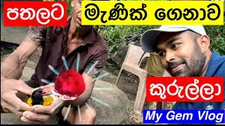 Rare Bird Rescued In Sri Lanka Gem Mine  - My Gem Vlogs Episode - 19 #gemstones #gems #nature #bird
