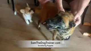 Puppy Socialization