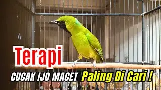 🔴 TERAPI MANTAP MENAIKKAN CUCAK IJO MENTAL DOWN LOYO SEKETIKA FIT STAMNINA KEMBALI‼️#101 #cucakijo