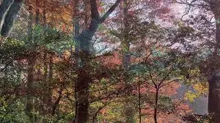 When October goes（Barry Manilow）/ Aoi Yamagucni