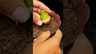 Unique technique of propagating bananas with onions, 100% Success rate