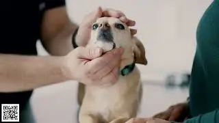 True Animal Vet, Primary & Urgent Veterinary Care | The Woodlands, TX