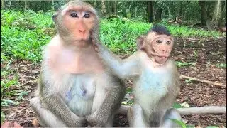 Rascal baby monkey Mandala,move move all the time .