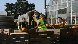Pumpkin Loading