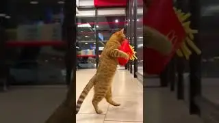 The trail of fries means&hellip; this isn&rsquo;t his guilty pleasure revealed #fastfood #frieslover #foodhack