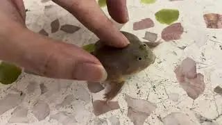 A day playing with my buddy, Budgett's frog.