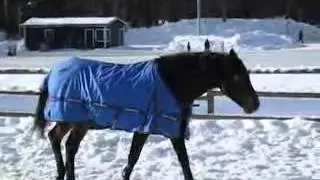 ruskeasuo.flv