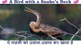 The Snake-Necked Bird with a Fascinating Feeding Style 🐦 Oriental Darter
