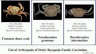 List of Arthropoda of Order Decapoda Family Carcinidae. parathranites shore crab intermedius Dan