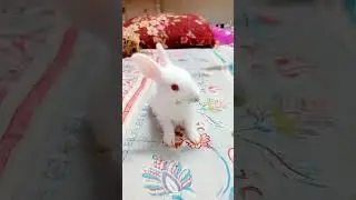 Red eye rabbit baby #babyrabbit #cutebaby #rabbit #white #viralshotss #shorts