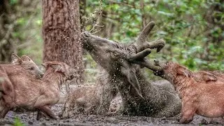 🐺 Canadian Wolves That HUNT GIANTS &ndash; You Won&rsquo;t Believe This! 🔥