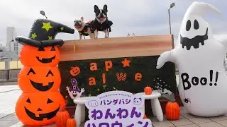 パンダバシわんわんハロウィン ～居心地の良いパンダバシを目指して～／JR上野駅入谷改札外「パンダ橋」、シタマチ.ハロウィン2025（上野恩賜公園）など フレブル　さくらと小春