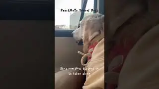 Dog Travel beds by PoochMate