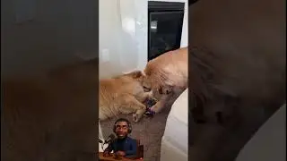 BEST VID&Eacute;OS FUNNY COMPILATION 