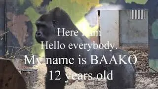 BAAKO from Ireland new silverback Givskud ZOO.dk  2025