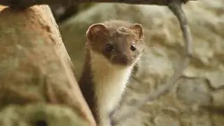 Least weasel - Mustela nivalis - დედოფალა - თელავი, შუამთა