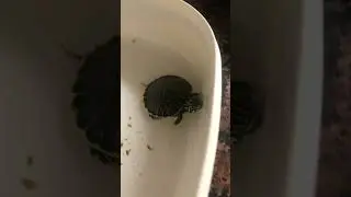 Do it do it #tortoise #softshellturtle #turtle #animals #turtleshell
