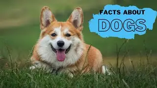 Dog Facts for Kids | Interesting Educational Video about Dogs for Children | Fun Facts