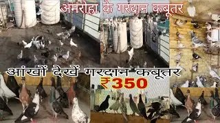 Amroha ke gardan kabutar second  set Delhi contact No.63954 60342               +91 98739 53376
