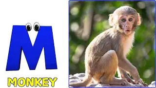 A for Apple Song | Phonics for Kids | ABC Song for Kids | Alphabet Letters