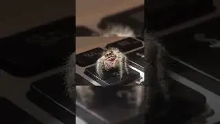 I hate spiders but this one is okay