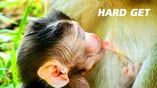 HARD GET ... NEWBORN BABY MONKEY ACTIVE & HARDLY GET THIN MILK BUT SO SWEET...