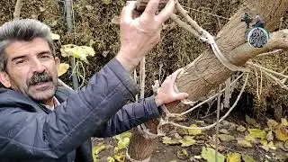 من قلب حلبجة قصة كاكا آزار نموذج الإبداع الزراعي قلب الأرض الخصبة في حلبجة بإقليم كردستان العراق ج1
